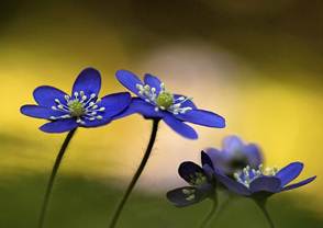 Description&nbsp;: 13066113-md.jpg