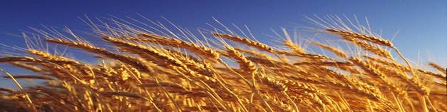 Description&nbsp;: free-wallpaper-11.jpg