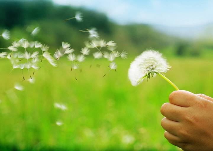 Une image contenant herbe, plante, racine de pissenlit, plein air

Description g�n�r�e automatiquement